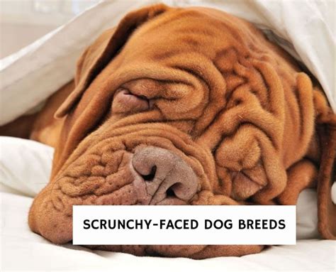 dogs with scrunchy faces|More.